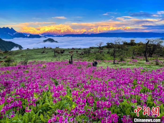 春天的牛背山花海?！∮稳仄?攝