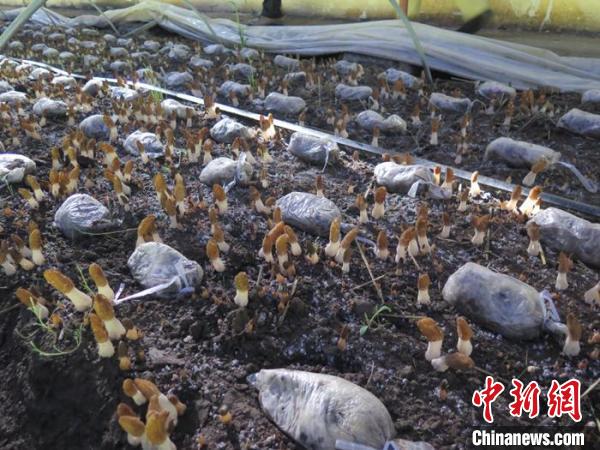 青海班瑪:高原羊肚菌撐起牧民“致富傘”