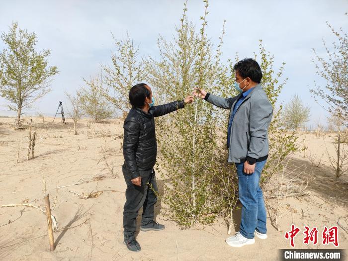 柴達木盆地的護林員：守護，只為那一片綠