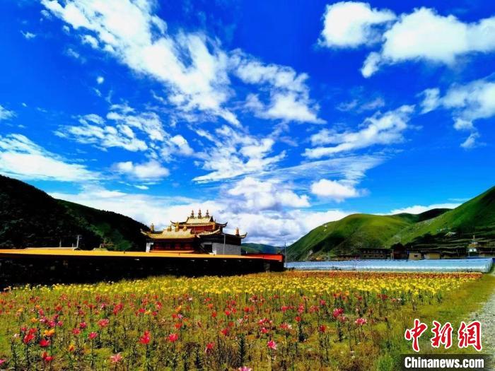 近百畝百合花競相開放，景色誘人?！∪捞量h委宣傳部供圖