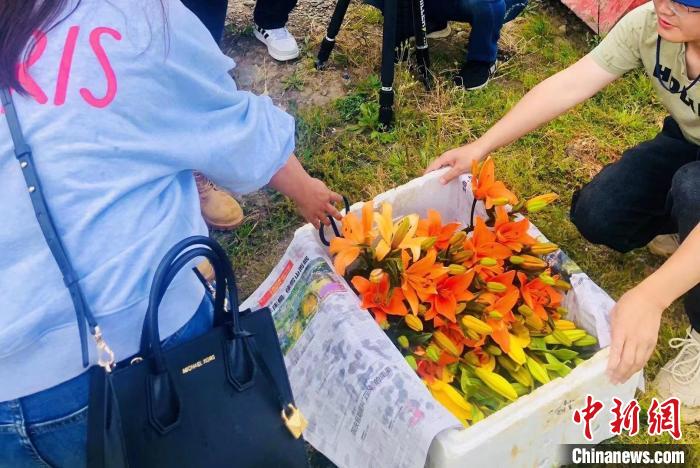 村民采摘百合花?！∪捞量h委宣傳部供圖