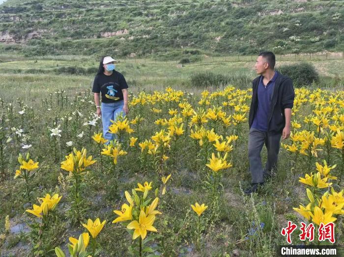 村民采摘百合花?！∪捞量h委宣傳部供圖