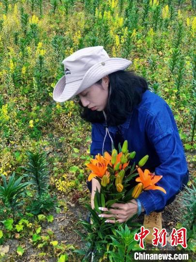 村民采摘百合花?！∪捞量h委宣傳部供圖