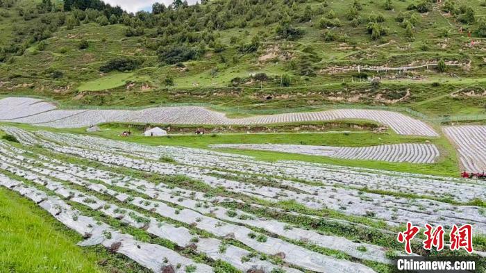 長江源上游水源地班瑪“喚醒”撂荒地:土豆變“金豆”