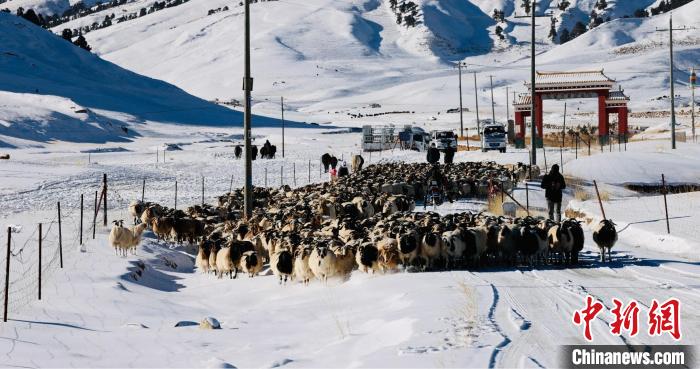 圖為村民在雪地上放牧。　都蘭縣融媒體中心供圖