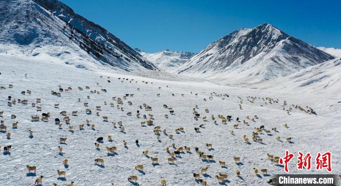 圖為羊群在雪地里覓食?！《继m縣融媒體中心供圖