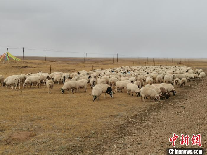 圖為瑪多藏羊?！‖敹嗫h委宣傳部 供圖