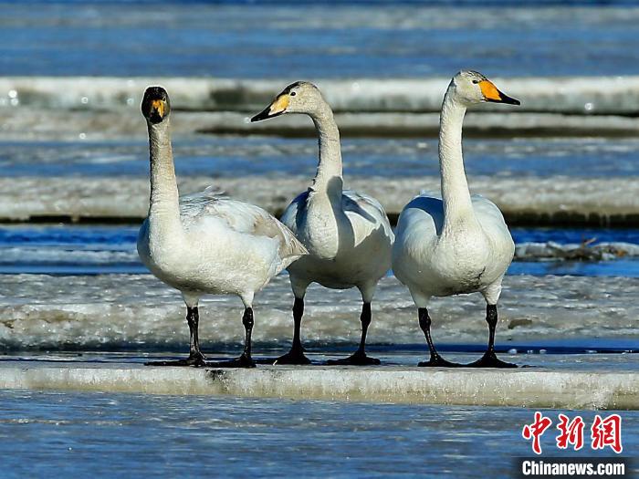 圖為三只天鵝在湖面上曬太陽?！『螁⒔?攝