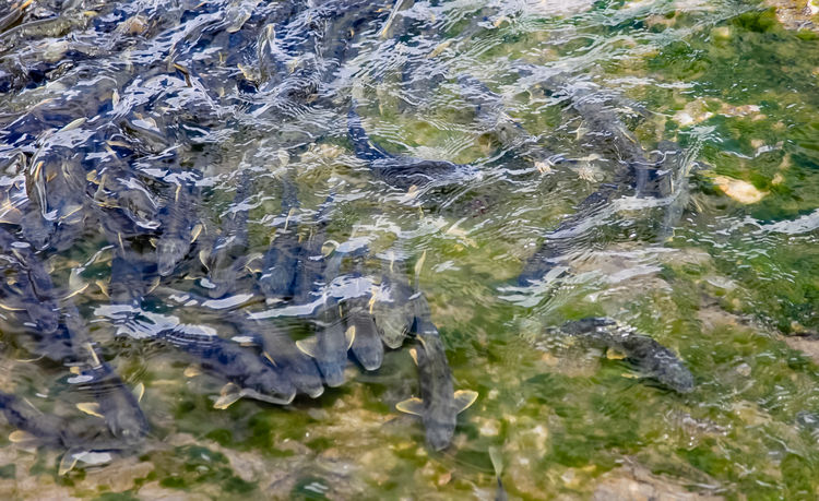 青海湖裸鯉（湟魚）洄游。周元峰攝