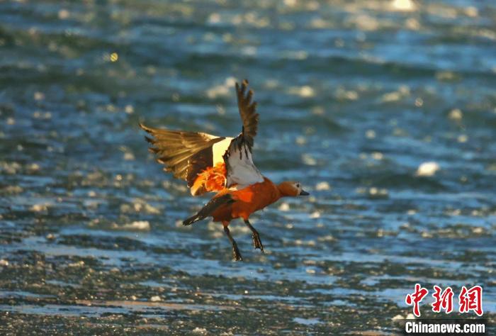 圖為赤麻鴨貼著水面飛行?！“兹斩〔冀?攝