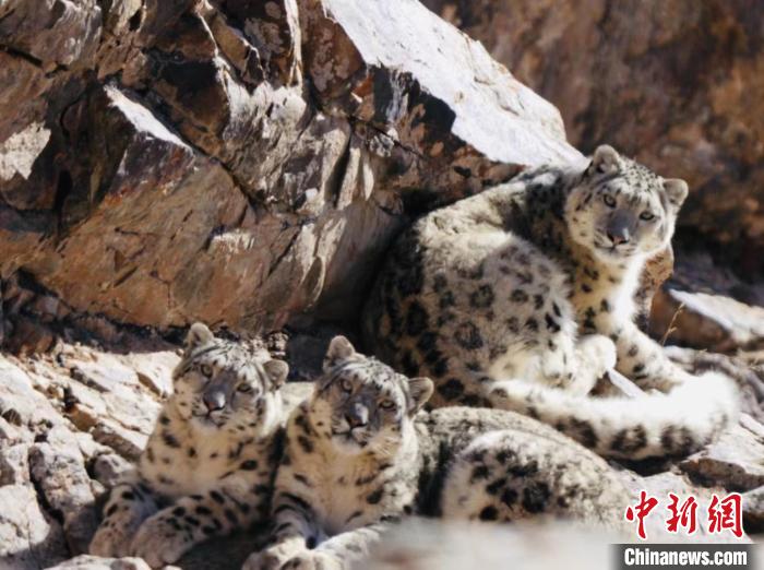 青海都蘭：雪豹、兔猻等多種珍稀野生動物亮相