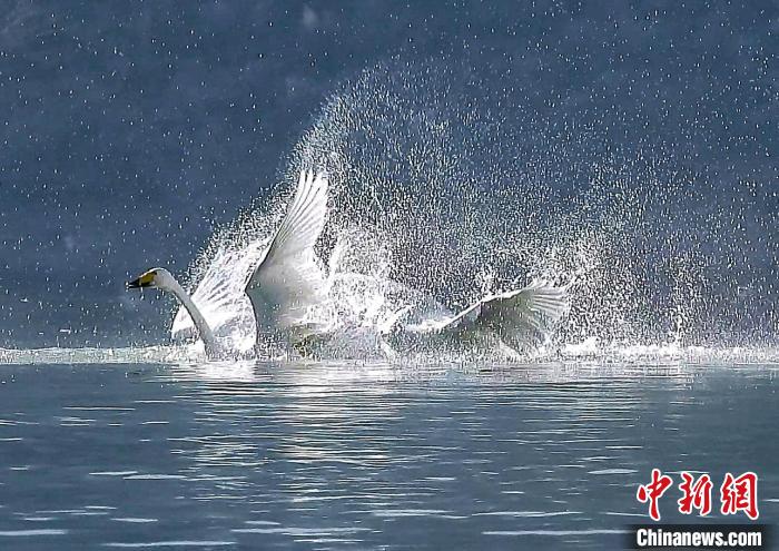 圖為大天鵝在水中嬉戲?！?yán)桉 攝