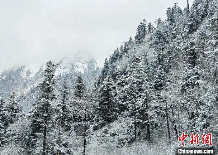 大熊貓國家公園王朗片區(qū)春雪如畫，宛若仙境。　羅春平 攝