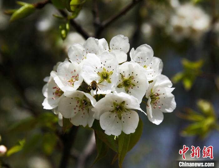圖為盛開的梨花?！∑钤鲚?攝