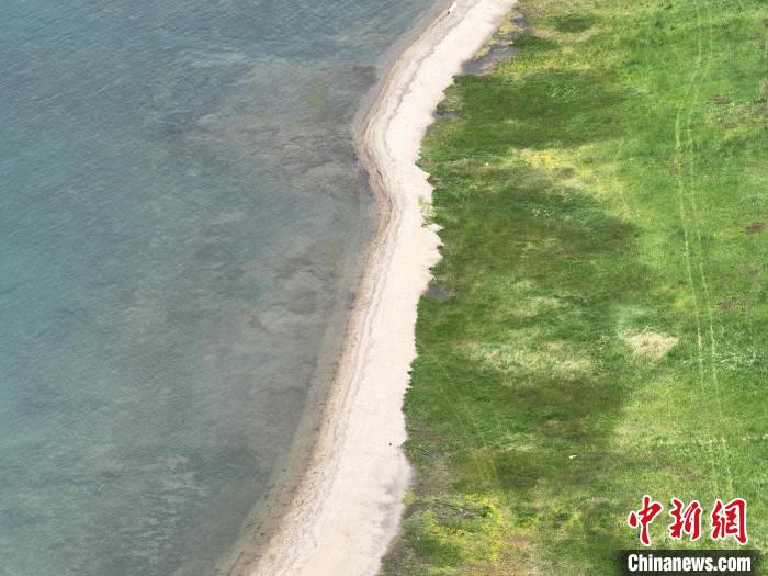 圖為航拍仲夏時(shí)節(jié)，青海湖畔綠茵如毯?！∑钤鲚?攝