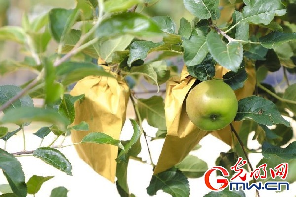 我們的家園｜小蘋果帶動大產(chǎn)業(yè)，帶你看看這座阿壩州小村的鄉(xiāng)村振興新模式