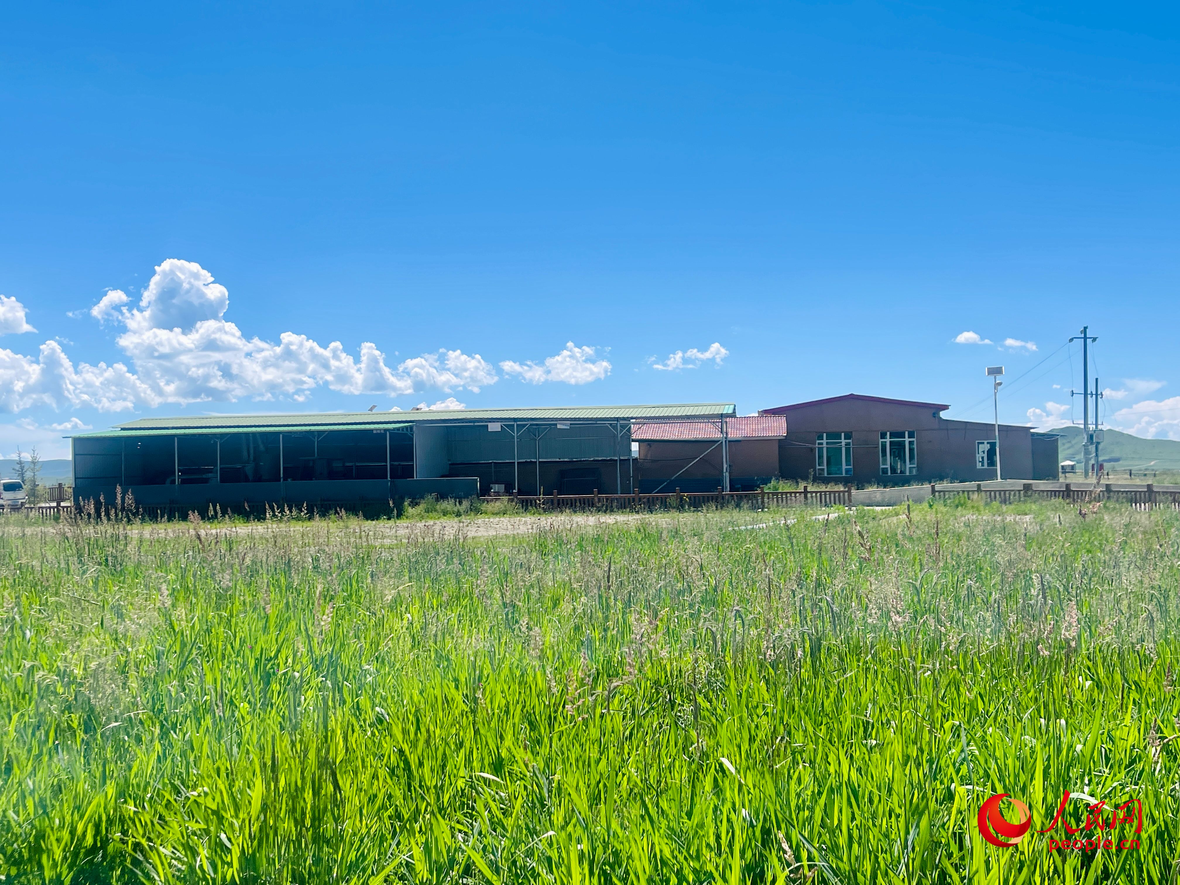 唐日合作社牧草茂密。人民網(wǎng) 周靜圓攝