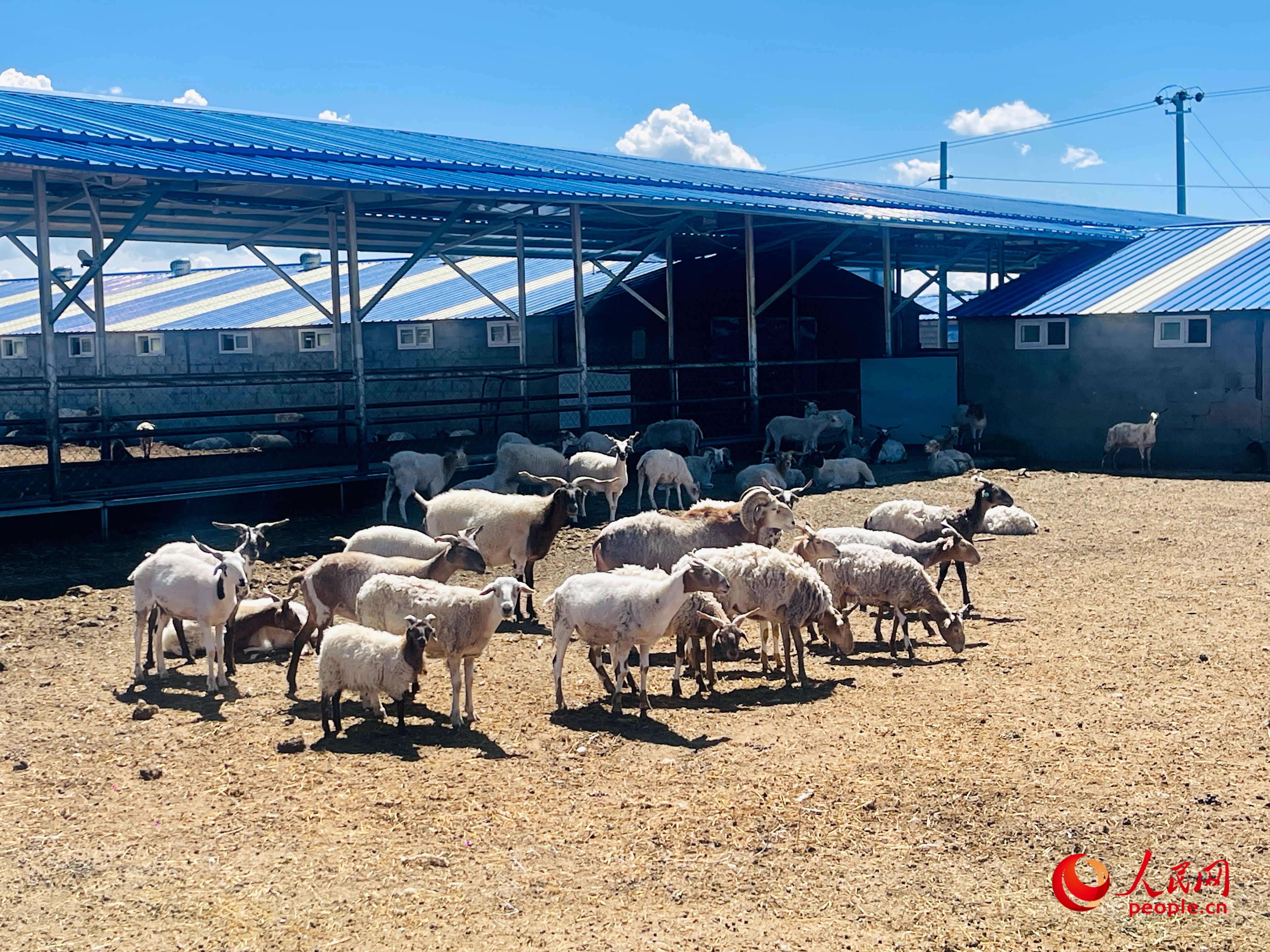 唐日合作社里養(yǎng)殖的羊。人民網(wǎng) 周靜圓攝