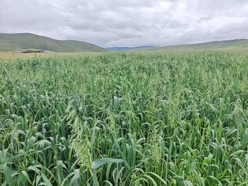四川省阿壩州紅原縣草場。阿壩州紅原縣科學技術(shù)和農(nóng)業(yè)畜牧局供圖