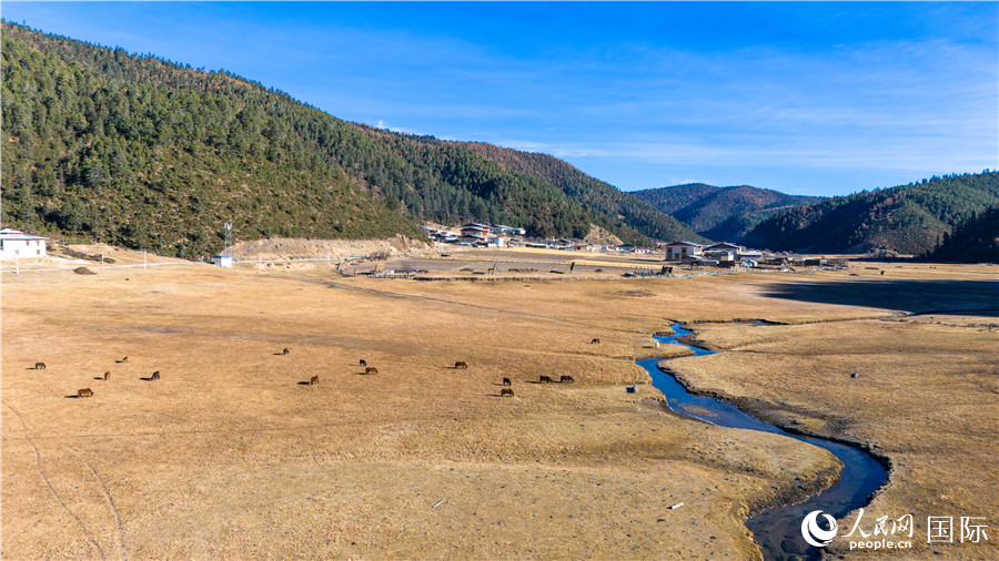 香格里拉國(guó)家公園內(nèi)的高山草甸。人民網(wǎng)記者 虎遵會(huì)攝