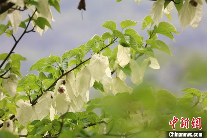 四川松潘:萬株野生珙桐花競(jìng)相綻放