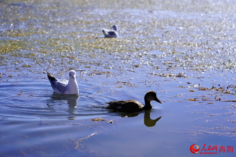 可魯克湖的水鳥(niǎo)。人民網(wǎng) 陳明菊攝
