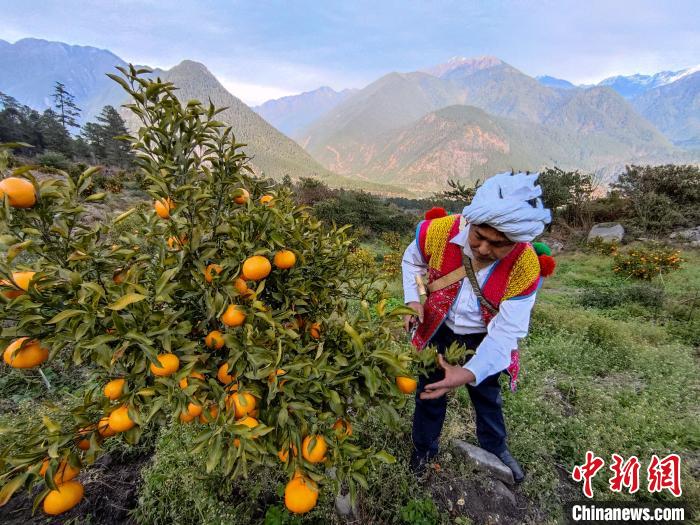 林芝下察隅鎮(zhèn)京都村101畝耙耙柑豐收?！〗w波 攝