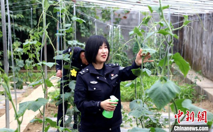 圖為李冬雪在溫室大棚里勞作?！∥鞑爻鋈刖尺叿罊z查總站供圖