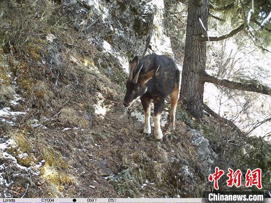 圖為相同位點(diǎn)記錄到的國(guó)家二級(jí)重點(diǎn)保護(hù)野生動(dòng)物—中華鬣羚?！≈袊?guó)科學(xué)院昆明動(dòng)物研究所提供