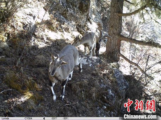 圖為相同位點(diǎn)記錄到的雪豹主要獵物—巖羊?！≈袊?guó)科學(xué)院昆明動(dòng)物研究所提供