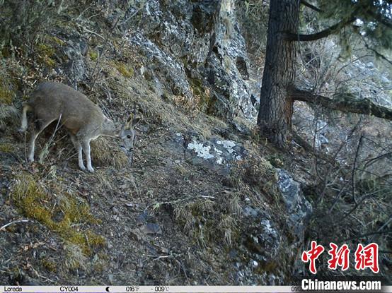 圖為相同位點(diǎn)記錄到的國(guó)家一級(jí)重點(diǎn)保護(hù)野生動(dòng)物—馬麝?！≈袊?guó)科學(xué)院昆明動(dòng)物研究所提供