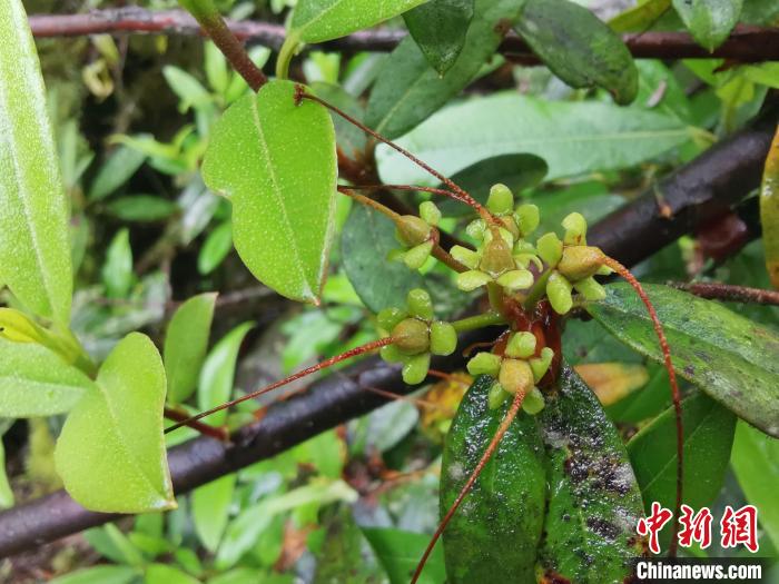 圖為折萼杜鵑果實(shí)圖?！≈锌圃豪ッ髦参镅芯克峁? oldsrc=