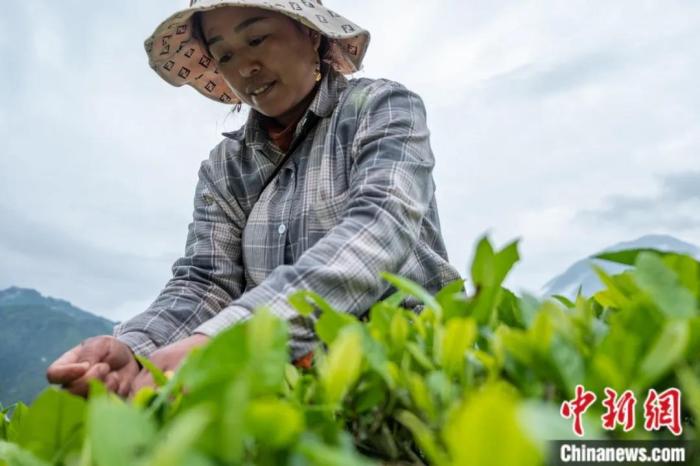 圖為墨脫縣背崩鄉(xiāng)門巴族民眾采摘茶葉。