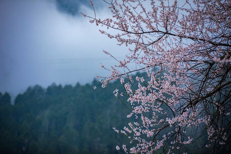 盛開(kāi)的桃花。張靜攝