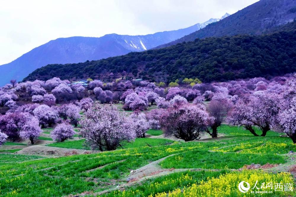 一樹樹野桃花開得正艷。人民網(wǎng) 李海霞攝