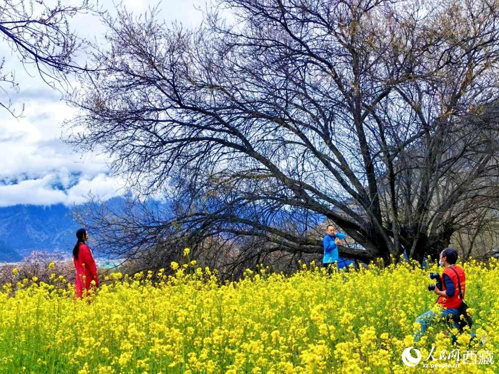 游客在桃花下拍照留念。人民網(wǎng) 李海霞攝