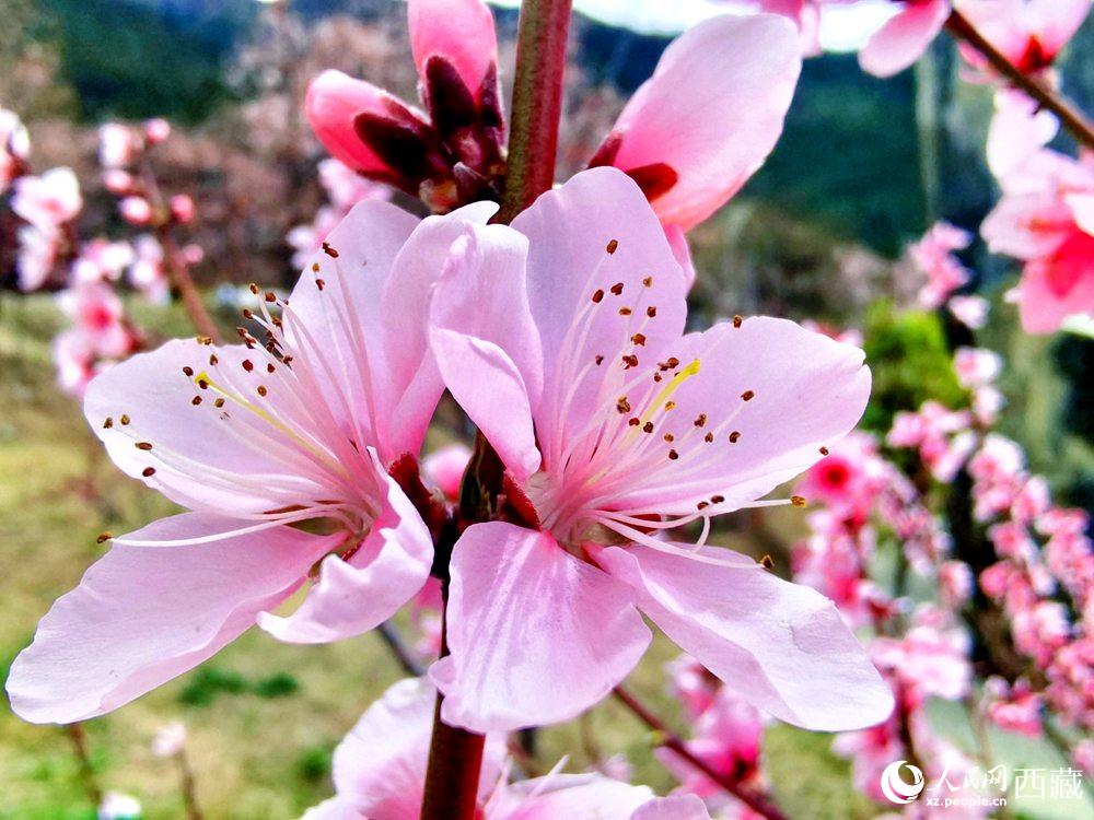 林芝桃花開。人民網(wǎng) 李海霞攝