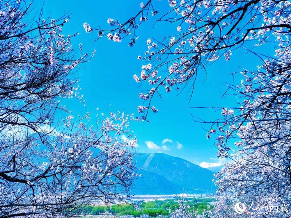 桃花在藍(lán)天白云的映襯下分外好看。人民網(wǎng) 李海霞攝