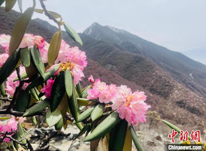 近日，西藏自治區(qū)山南市加查縣索囊溝的杜鵑花競(jìng)相綻放?！∪轿木?攝