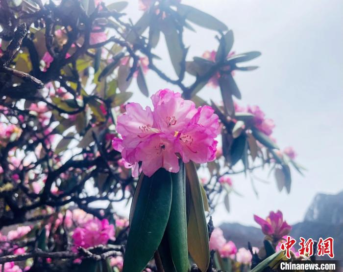 近日，西藏自治區(qū)山南市加查縣索囊溝的杜鵑花競(jìng)相綻放?！∪轿木?攝