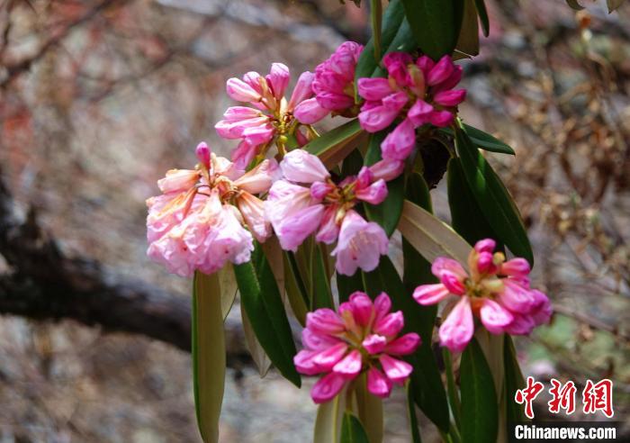 近日，西藏自治區(qū)山南市加查縣索囊溝的杜鵑花競(jìng)相綻放。　冉文娟 攝