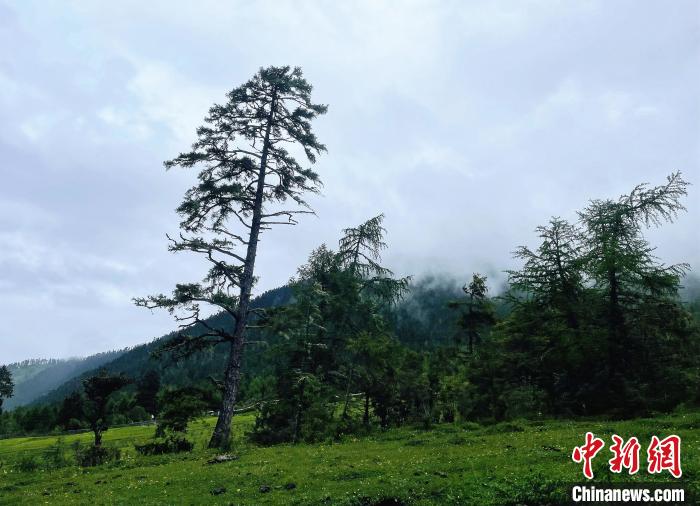 6月10日，魯朗小鎮(zhèn)高山牧場(chǎng)景區(qū)風(fēng)光?！∪轿木?攝