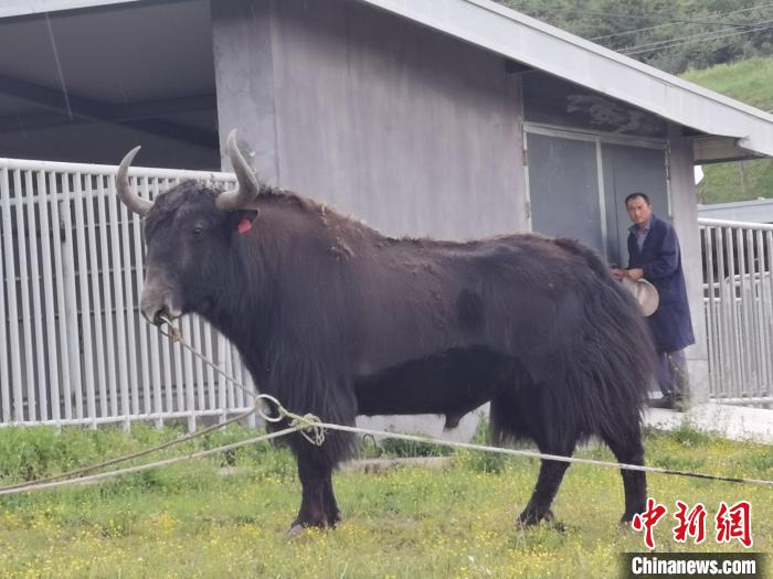 探訪全國(guó)最大牦牛產(chǎn)學(xué)研基地：“大通牦?！备牧己笠峒s180萬頭
