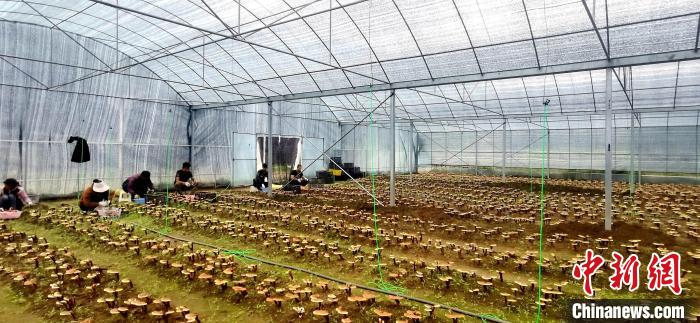 圖為紅太陽科技示范家庭農(nóng)場組織民眾采收靈芝。　平措旺青供圖