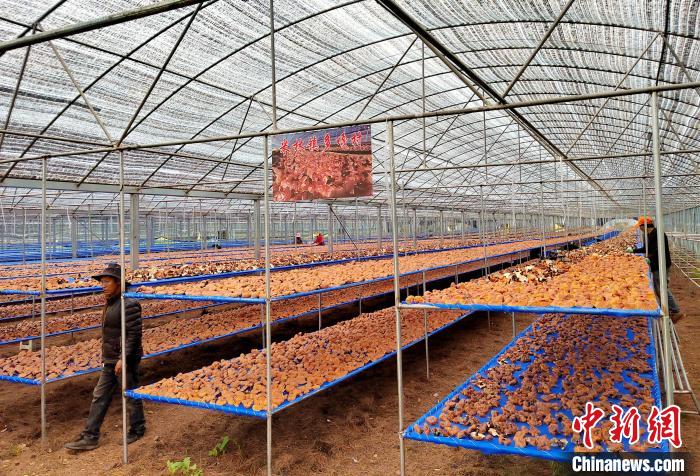 圖為紅太陽科技示范家庭農(nóng)場采收的靈芝?！∑酱胪喙﹫D
