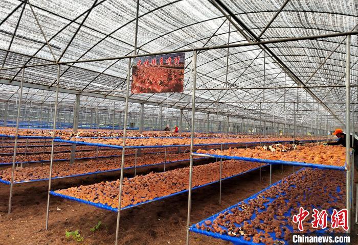 圖為紅太陽科技示范家庭農(nóng)場采收的靈芝?！∑酱胪喙﹫D