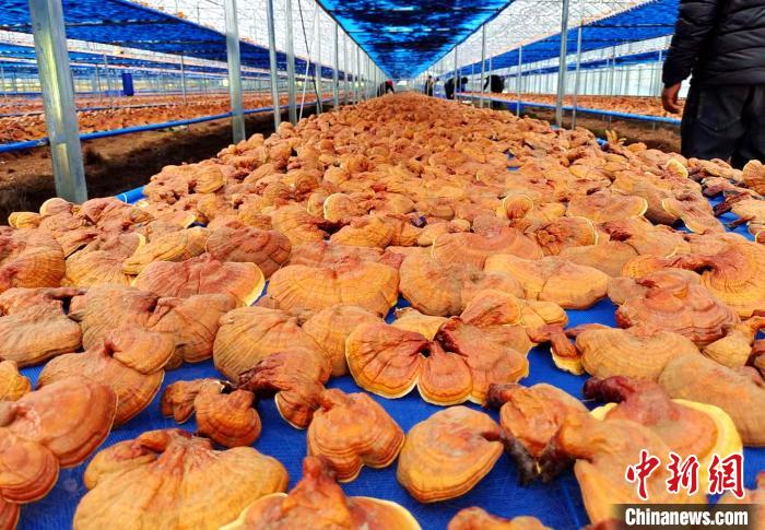 圖為紅太陽科技示范家庭農(nóng)場采收的靈芝?！∑酱胪喙﹫D