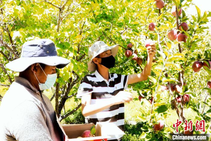 圖為西藏阿里札達縣底雅鄉(xiāng)村民在自家果園采摘果實?！“⑼?攝
