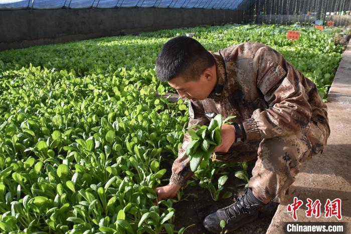 圖為阿里軍分區(qū)某邊防團(tuán)官兵在溫室摘菜?！￡悋[岳 攝