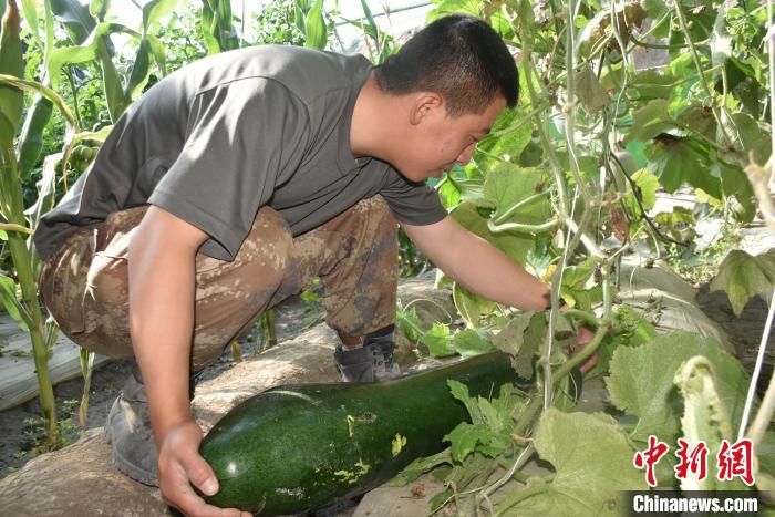 圖為阿里軍分區(qū)某邊防團(tuán)官兵在溫室摘菜?！￡悋[岳 攝